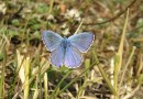 Polyommatus bellargus ©  S. Beshkov